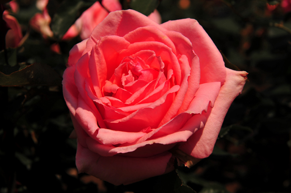 130508 3 DSC_9726.jpg